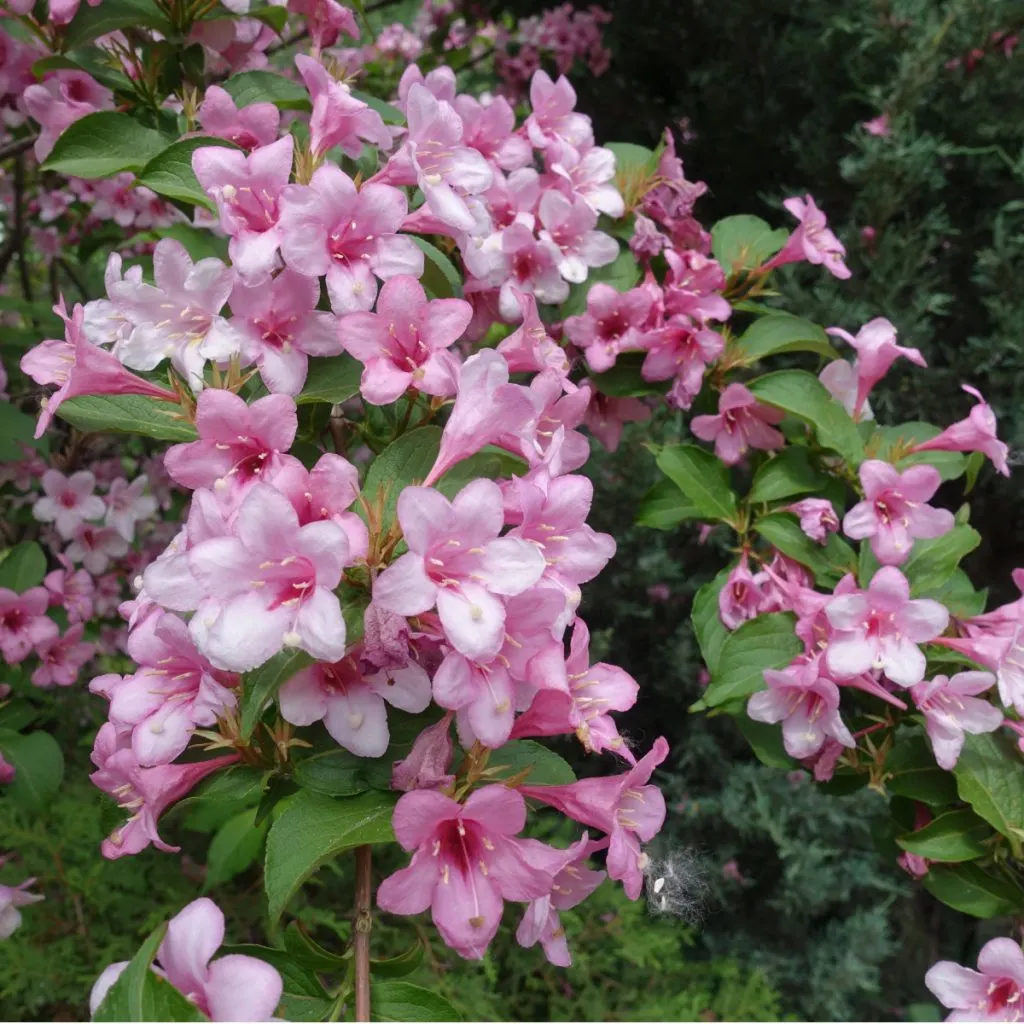 best pest and drought resistant bush to plant