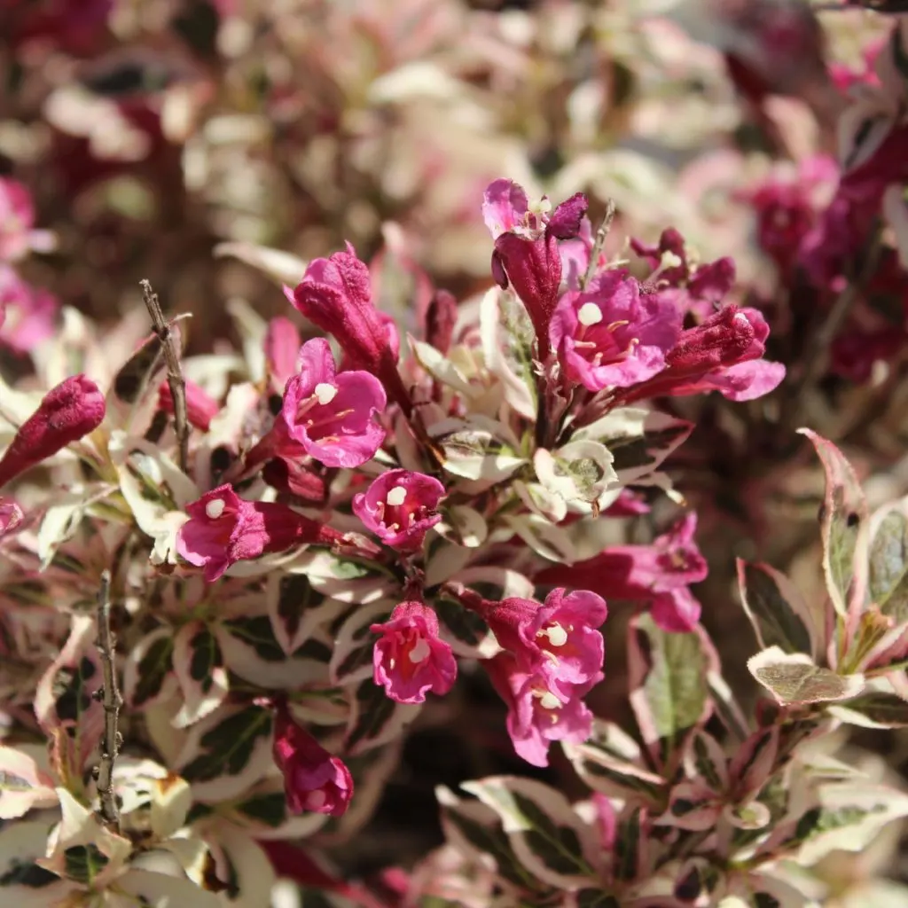 perennial bush