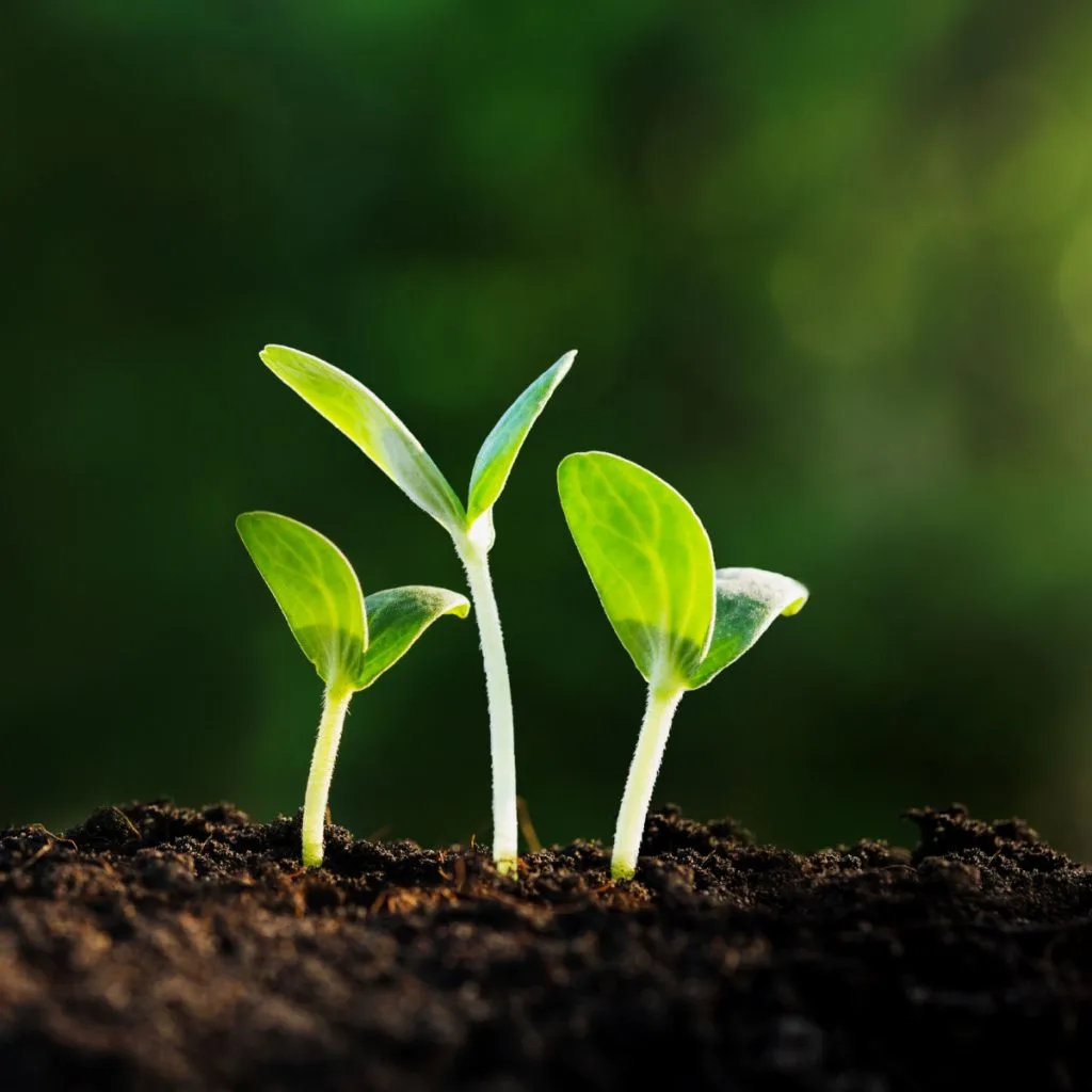 best spring seed crops