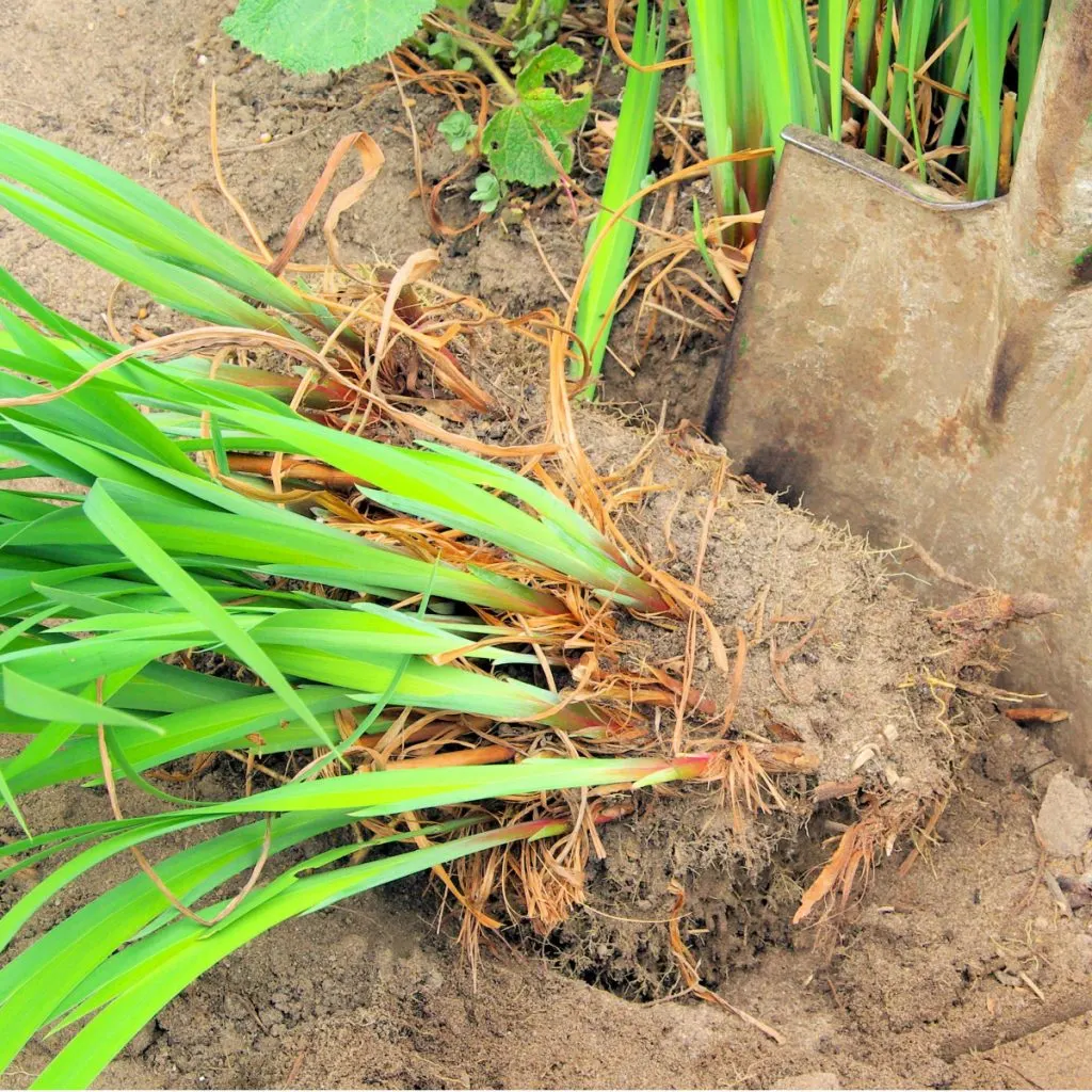 divide perennials in the spring