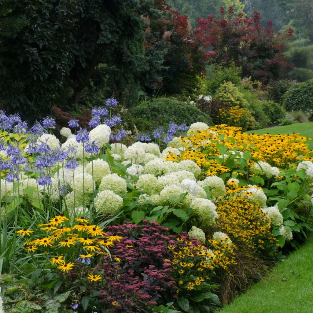 divide perennials in the spring