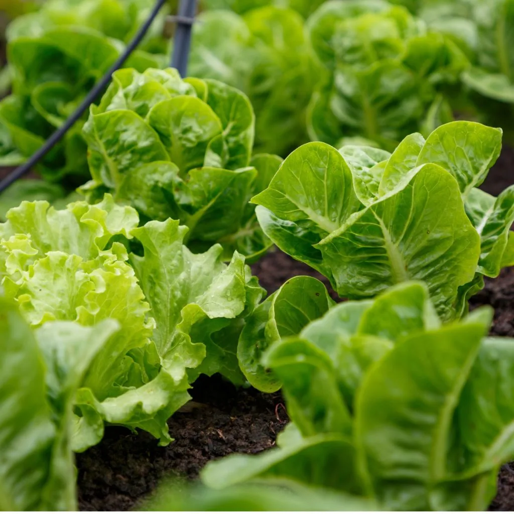 lettuce in spring