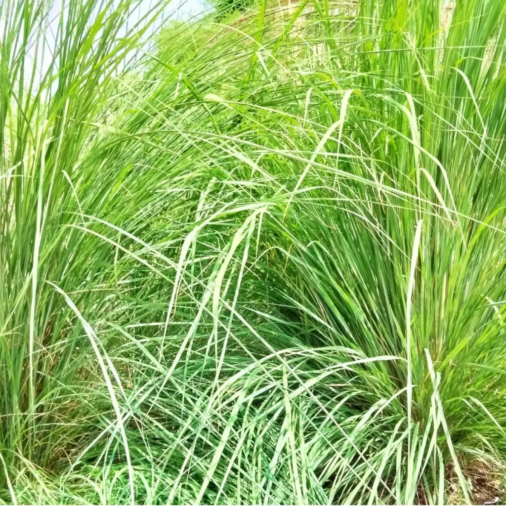 grasses