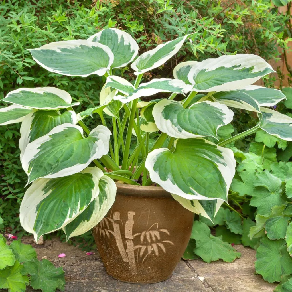 create containers with perennials
