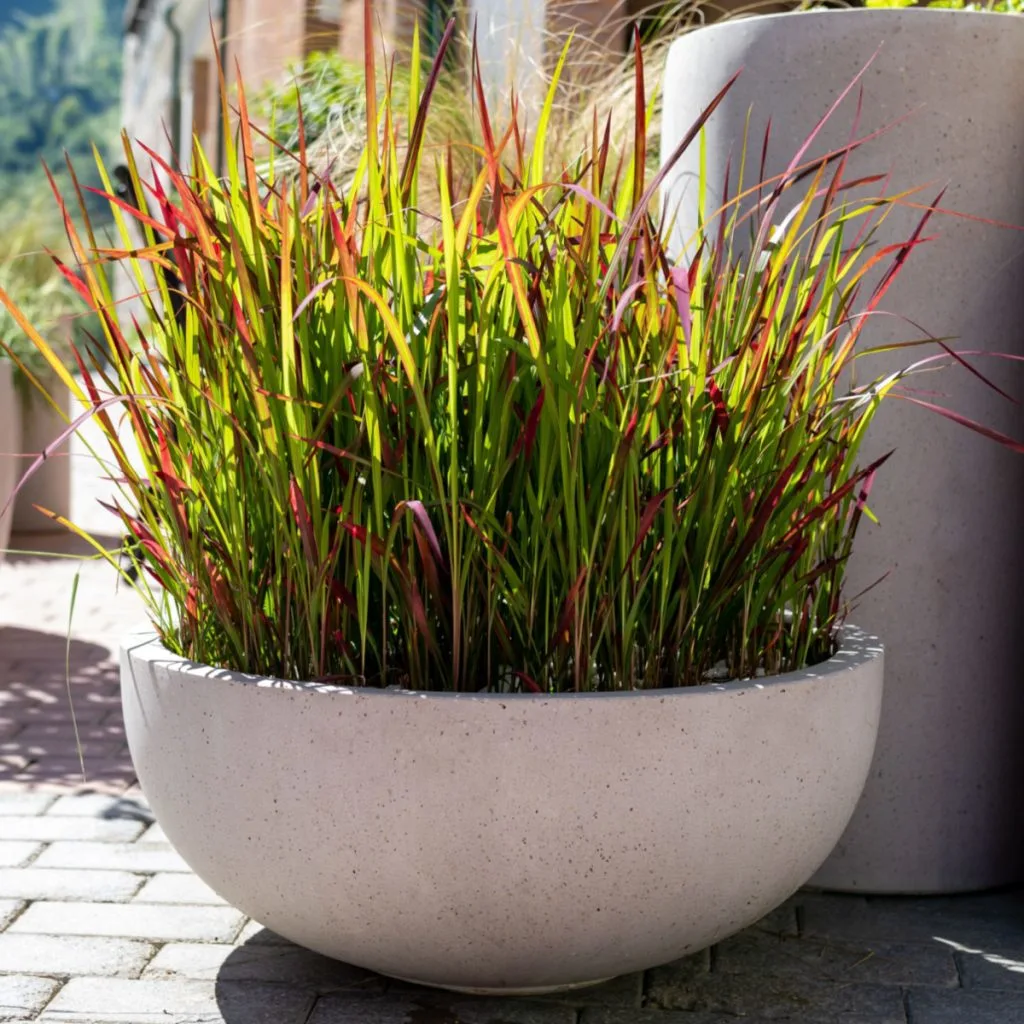 create container plants from perennials