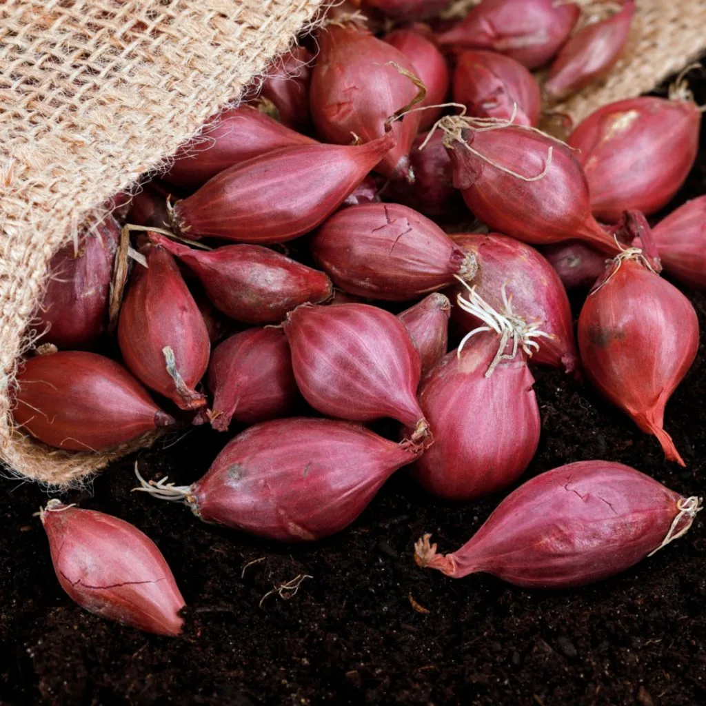 planting red onion sets