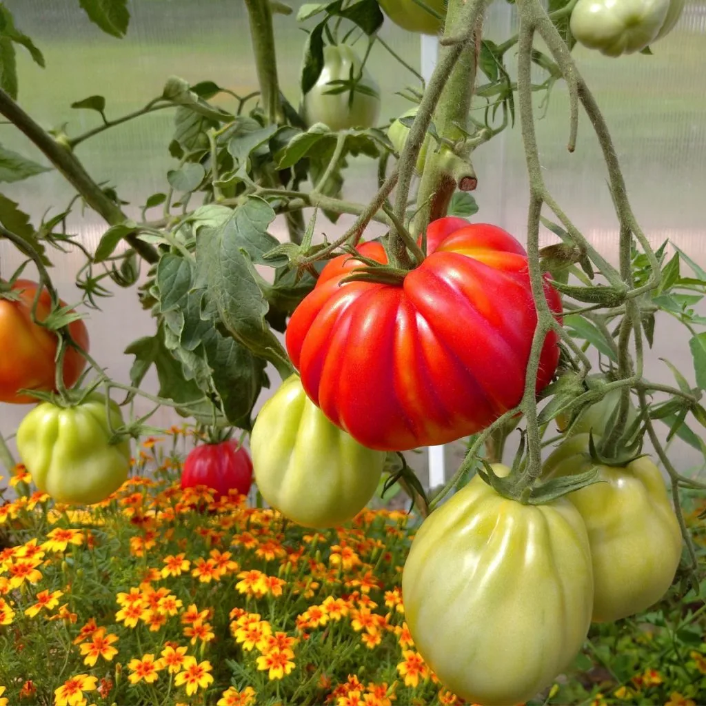 best plants to grow with tomatoes