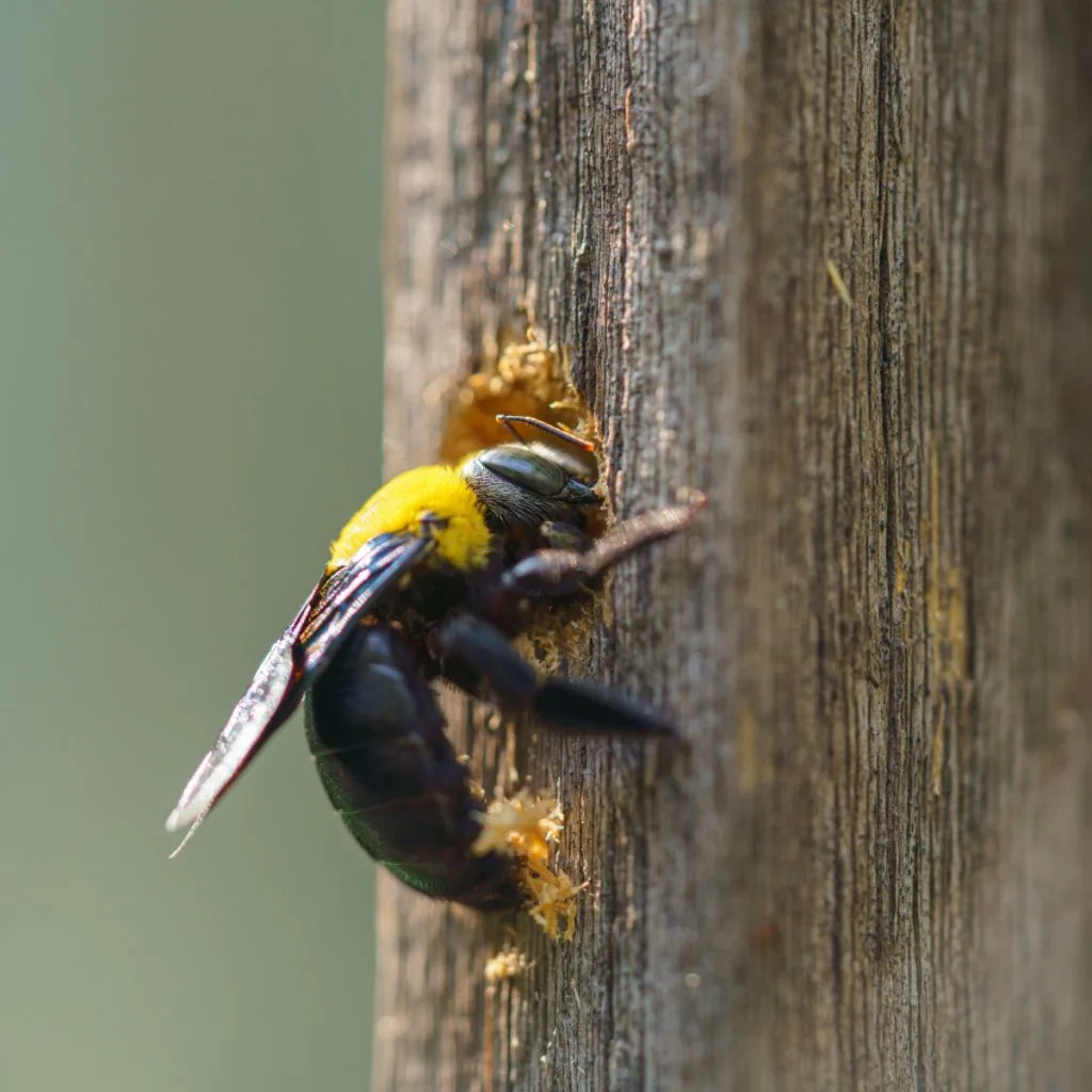 controlling carpenter bees