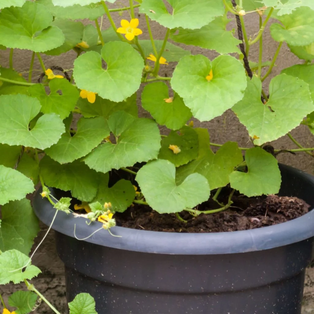 growing cucumbers in containers