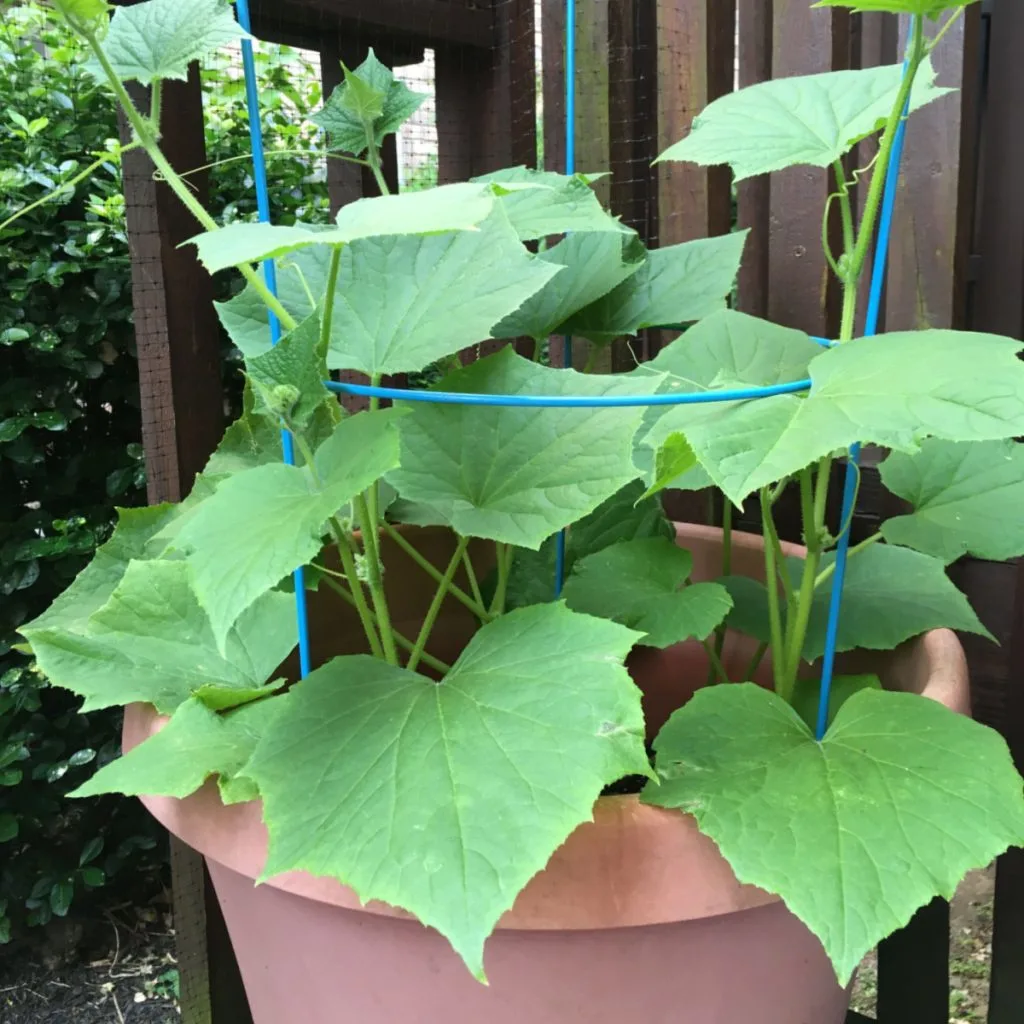 cucumbers in containers on patio