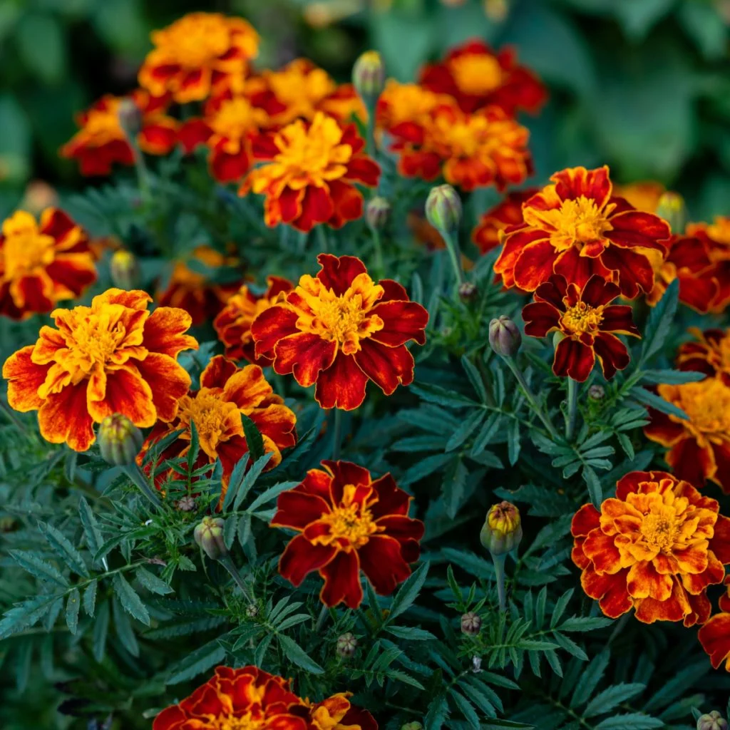 best plants to grow near tomatoes - marigolds