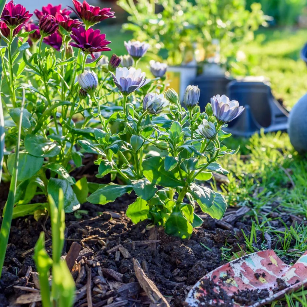 fresh dug soil