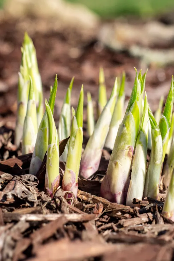 hostas coming to life in the spring