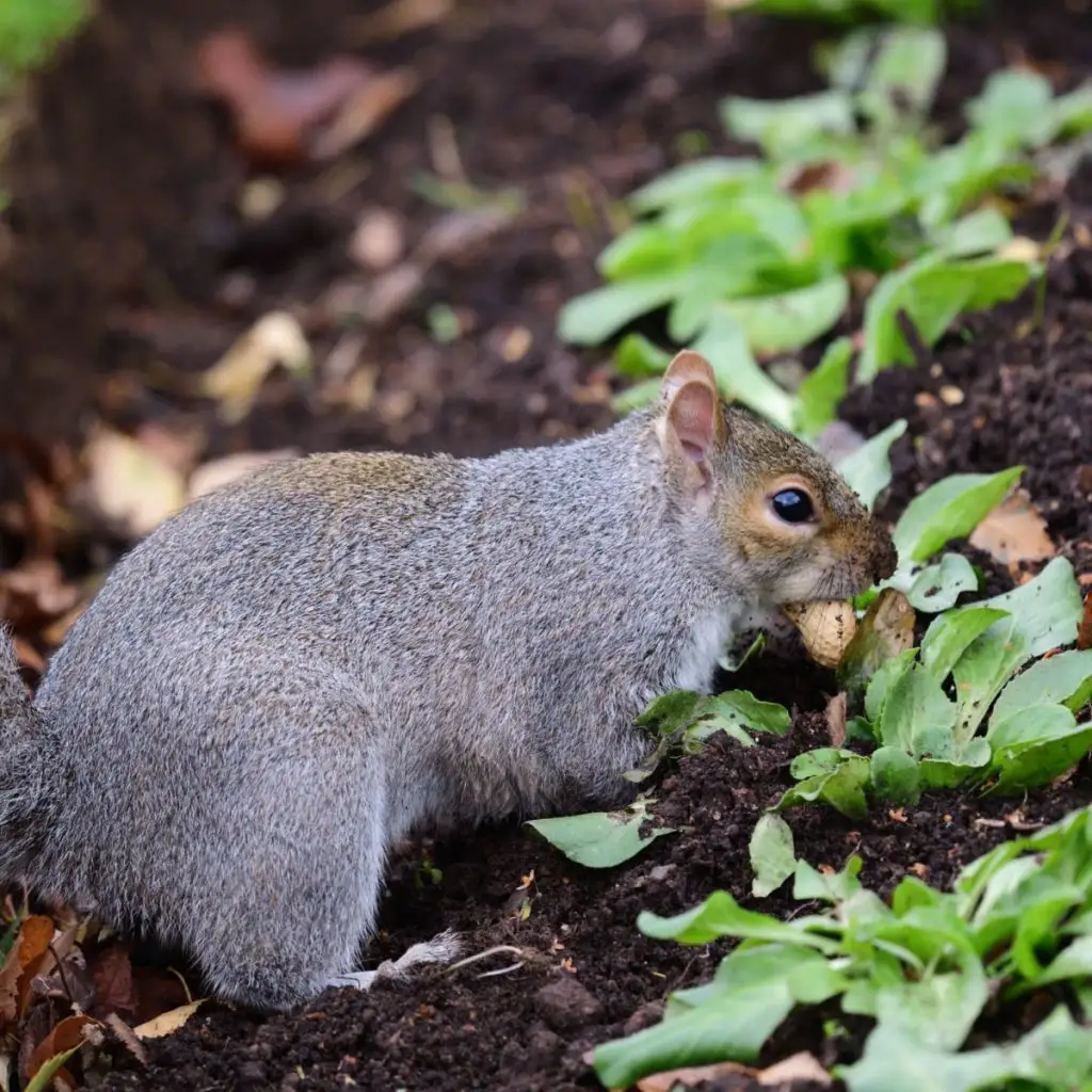 keep squirrels and chipmunks out