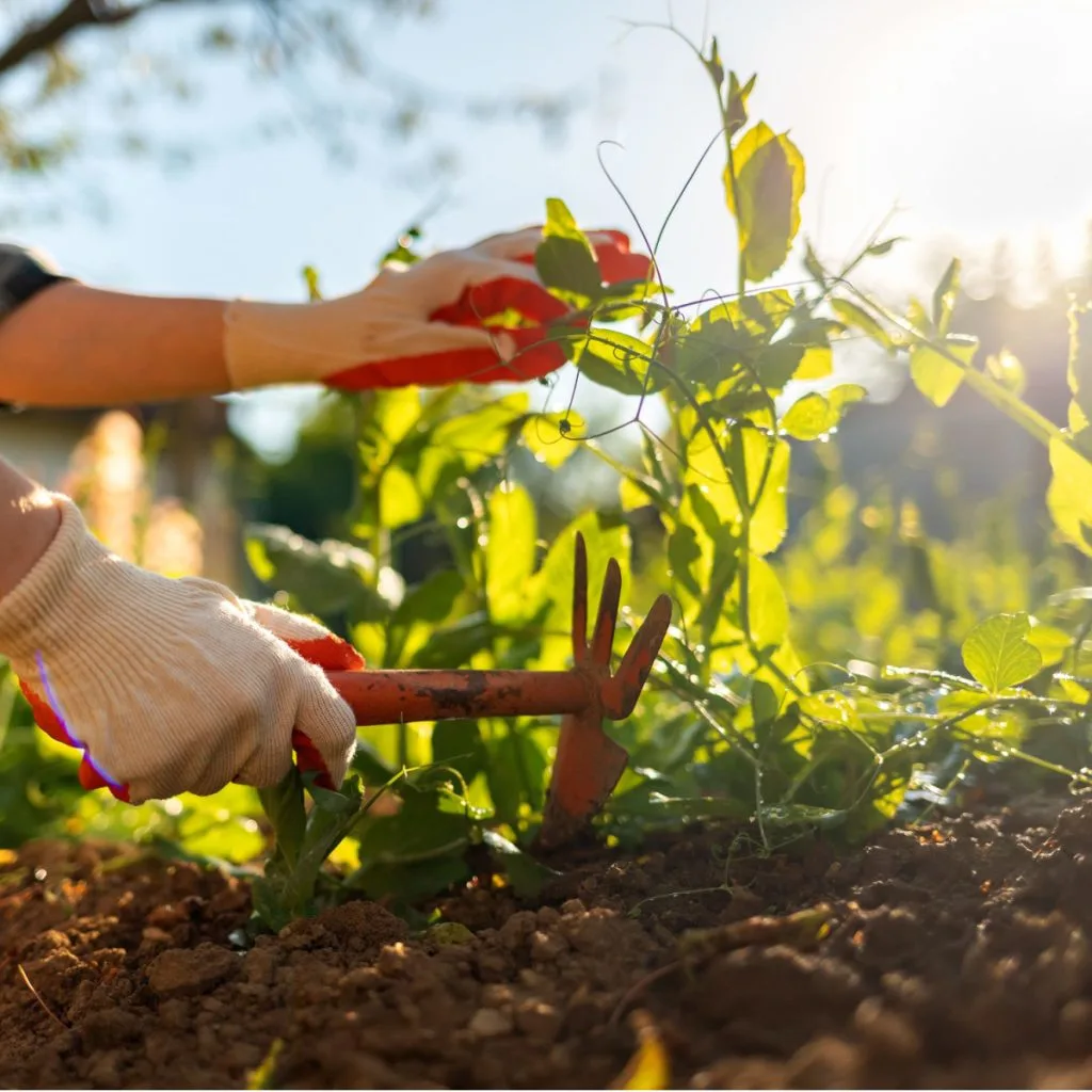 keep weeds out of your garden