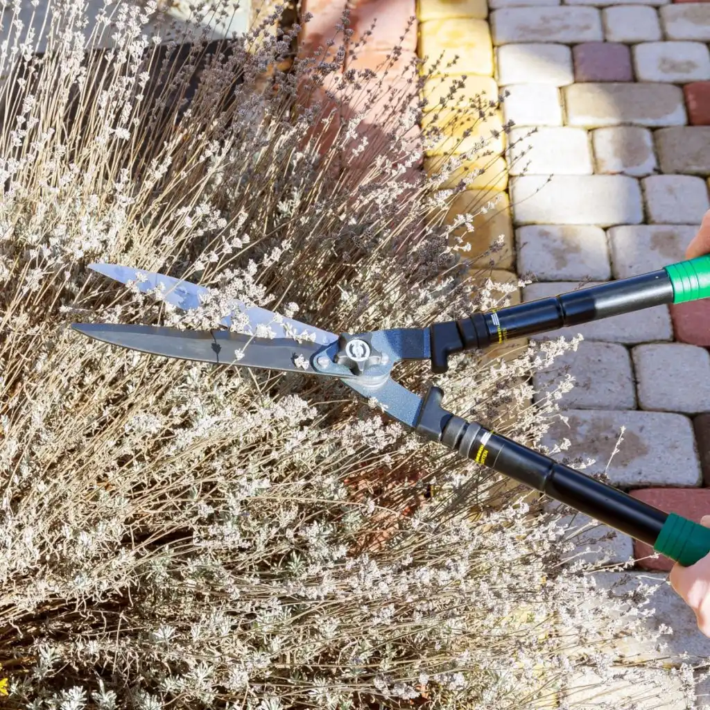 what to do with lavender in the spring