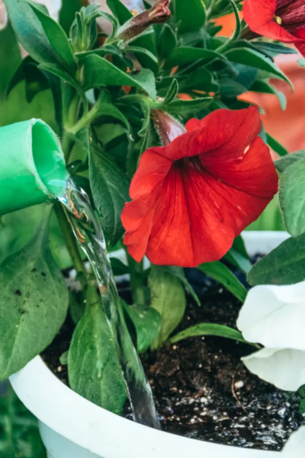 liquid fertilizer for petunias