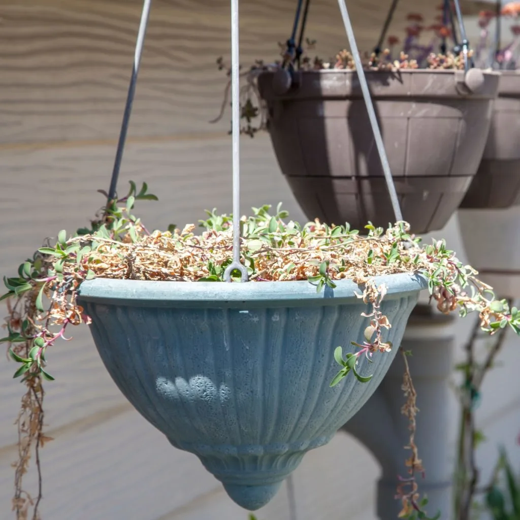 keep petunia baskets blooming
