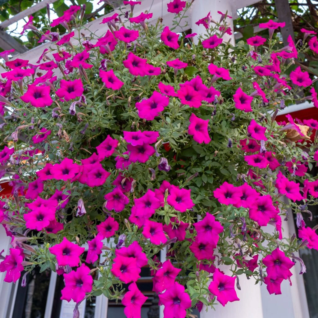 petunia baskets blooming