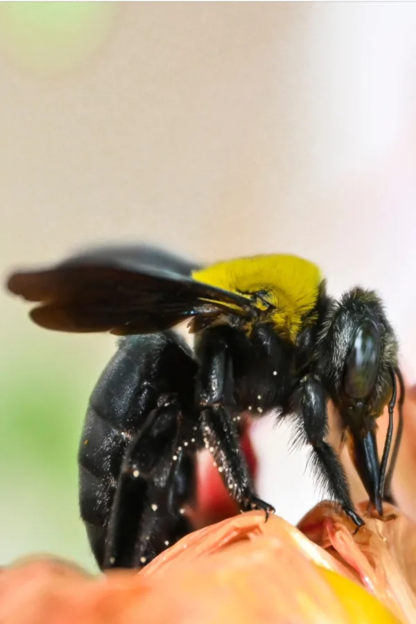 stopping carpenter bees