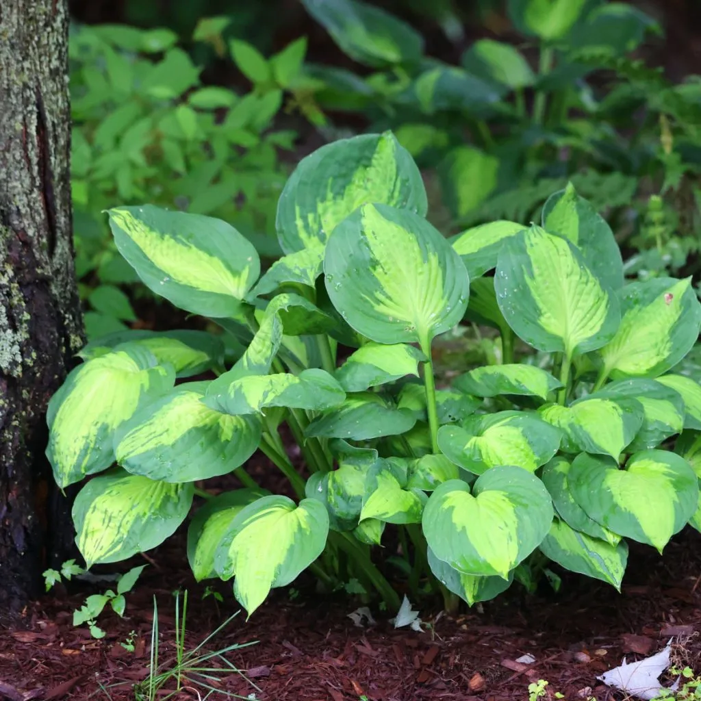 spring hosta care