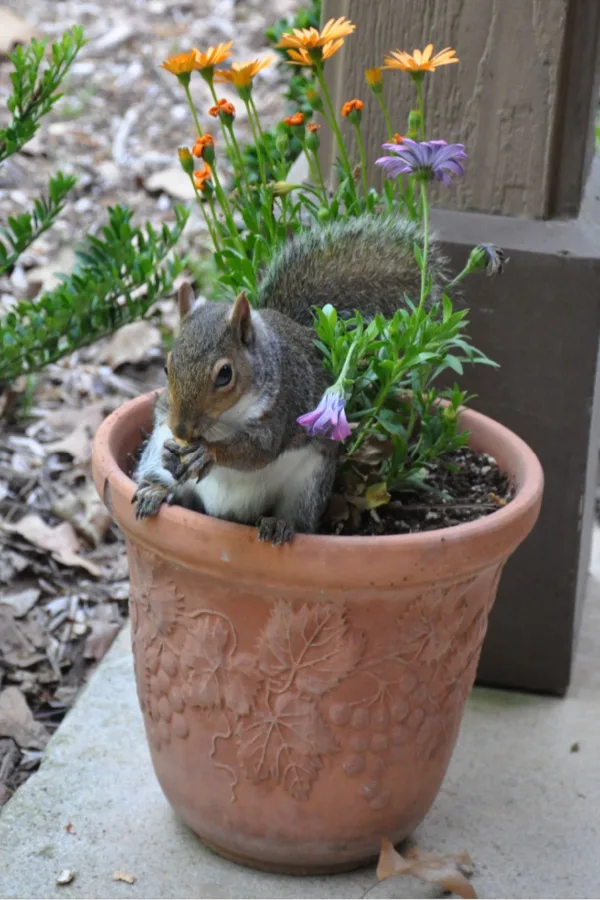 mulching pots