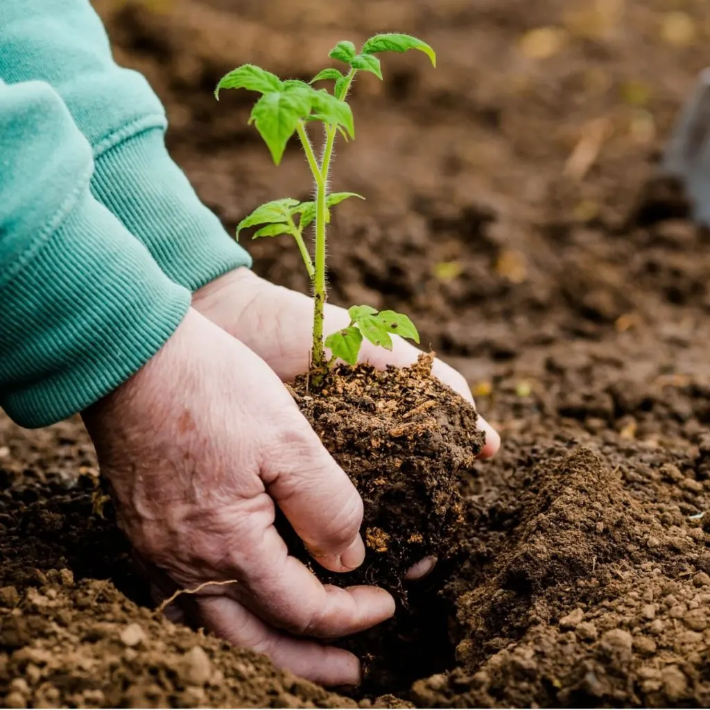 one big tomato planting mistake