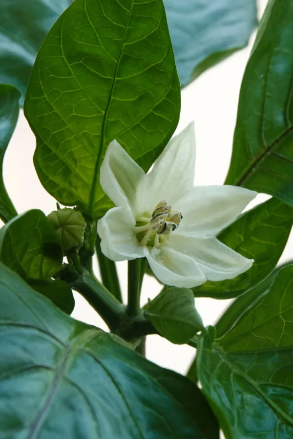 what to put in a pepper planting hole for better blooms