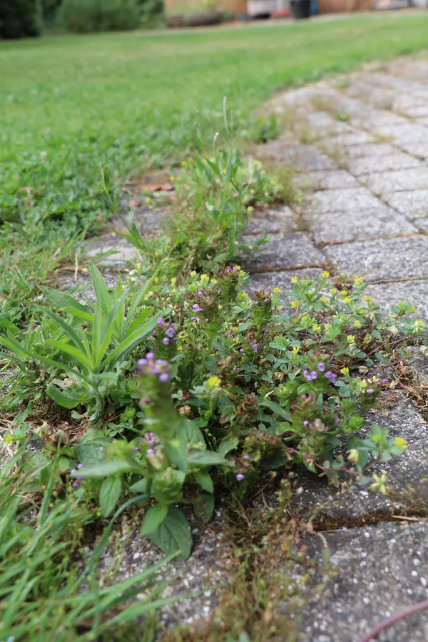 kill weeds with vinegar