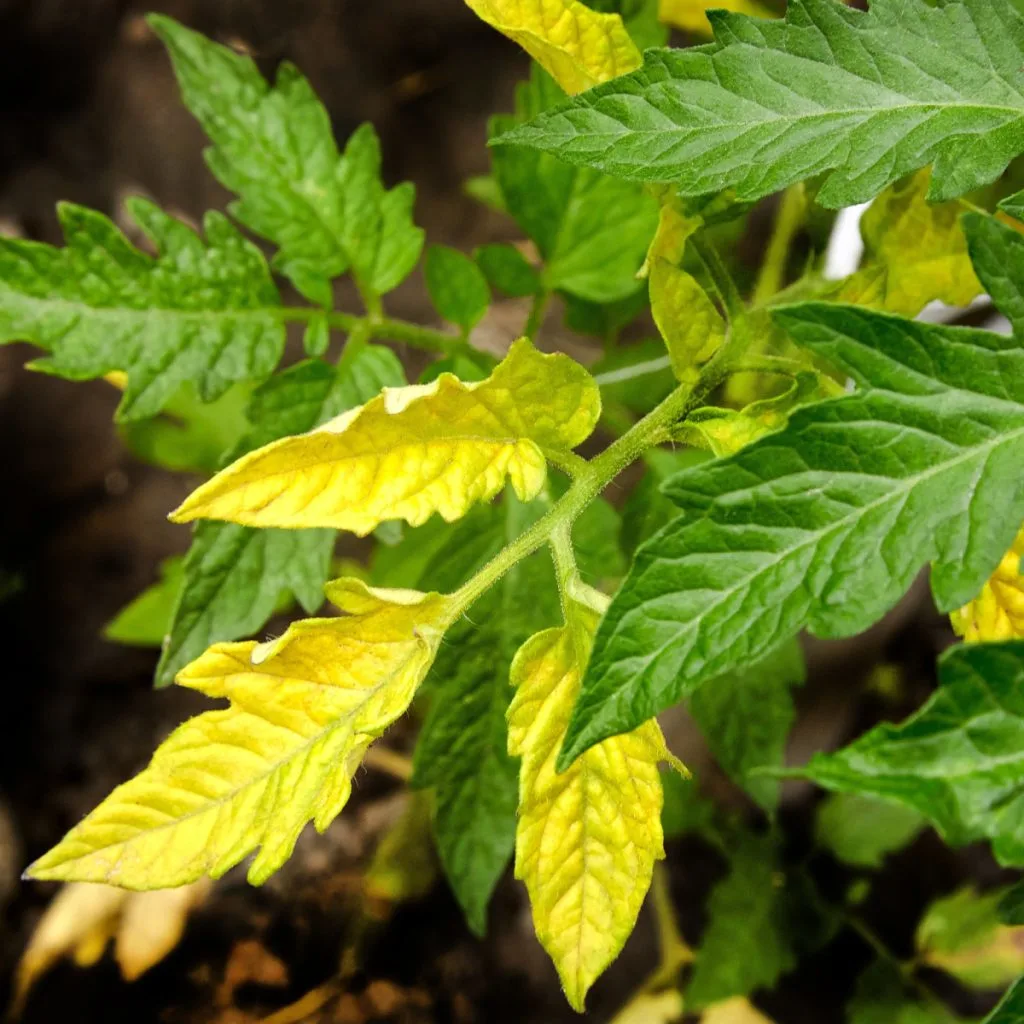 yellow tomato leaves