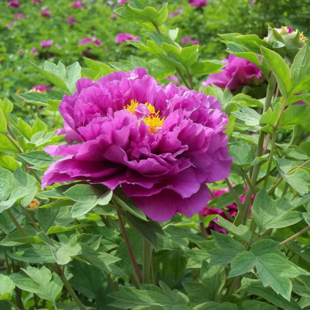peonies after they bloom