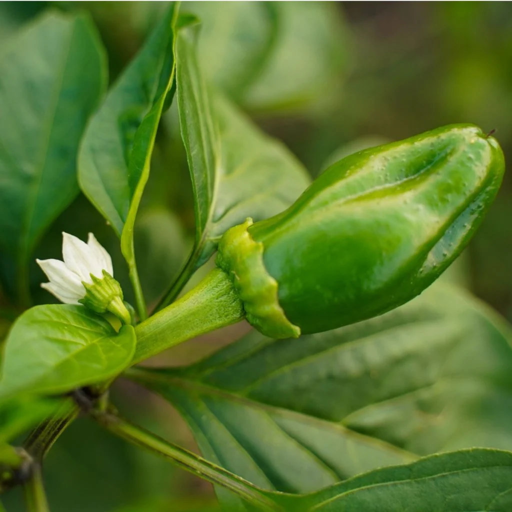 prune pepper plants