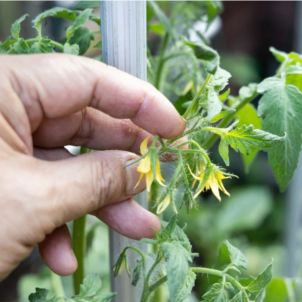 prune young tomato plants - blossoms