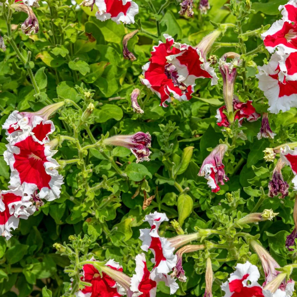 how to save petunias