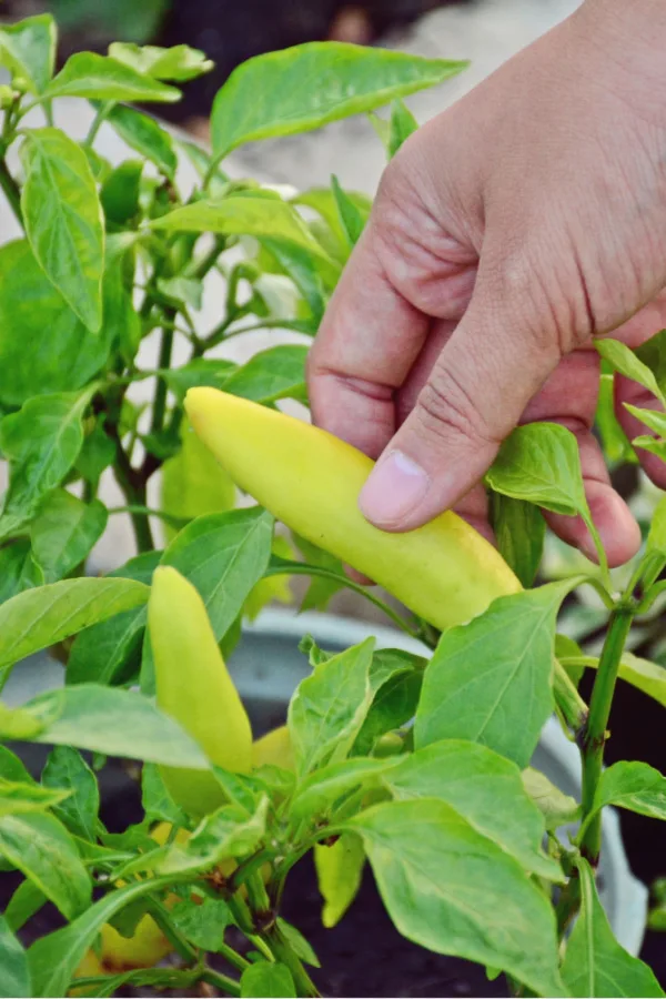 tell when to pick peppers - picking early