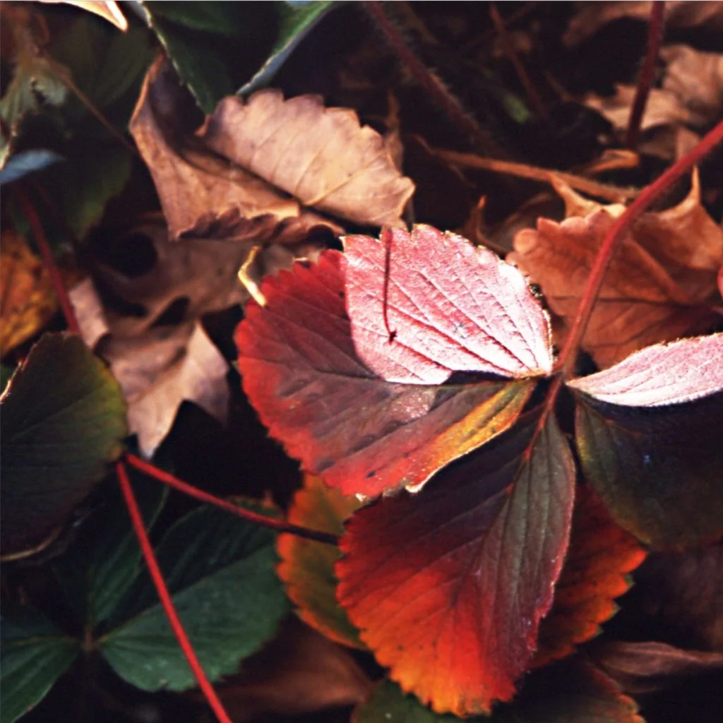 what to do with strawberry plants this fall
