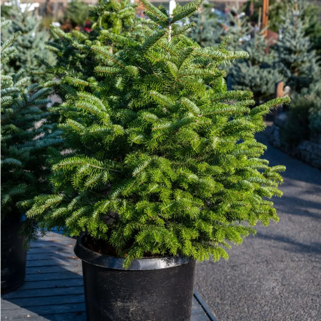 live Christmas tree care