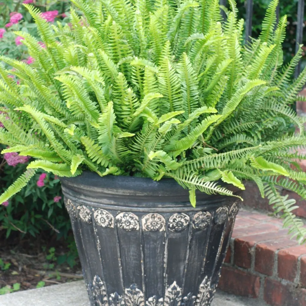 bring fern indoors