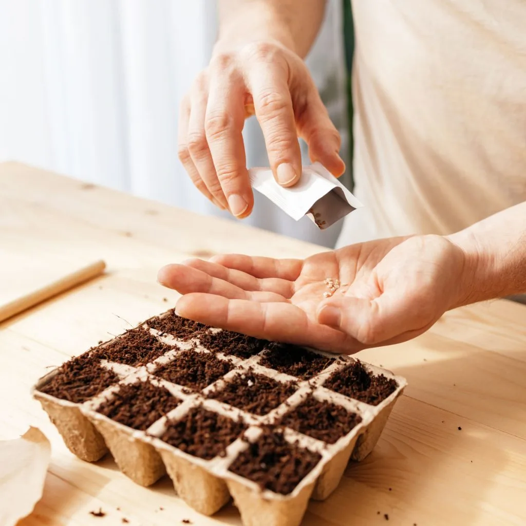 start vegetable seeds