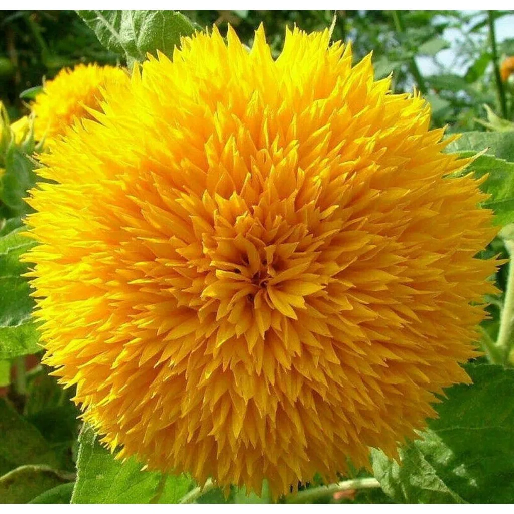Teddy Bear Sunflowers