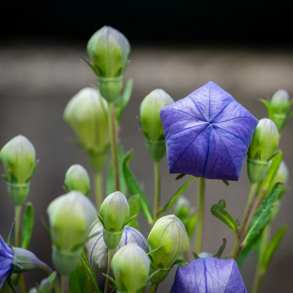 grow balloon flower bud