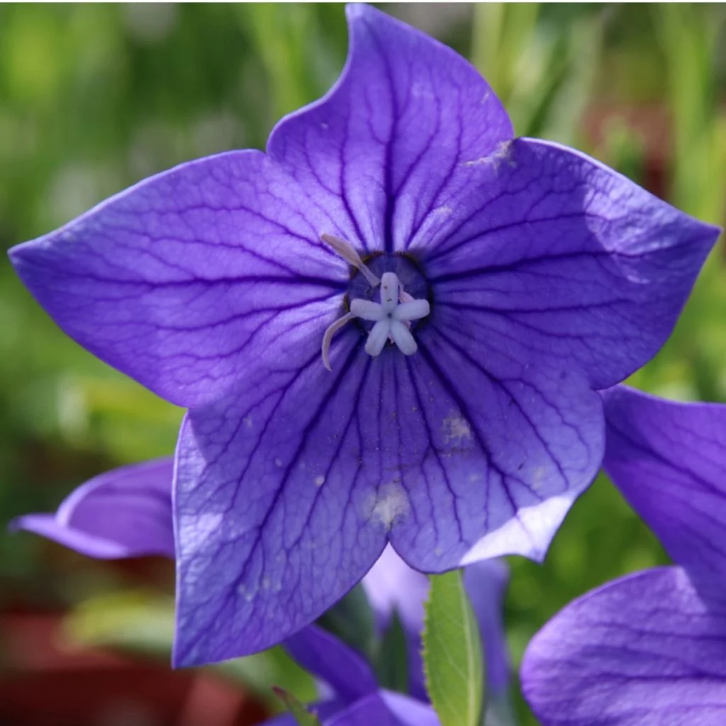 balloon flowers