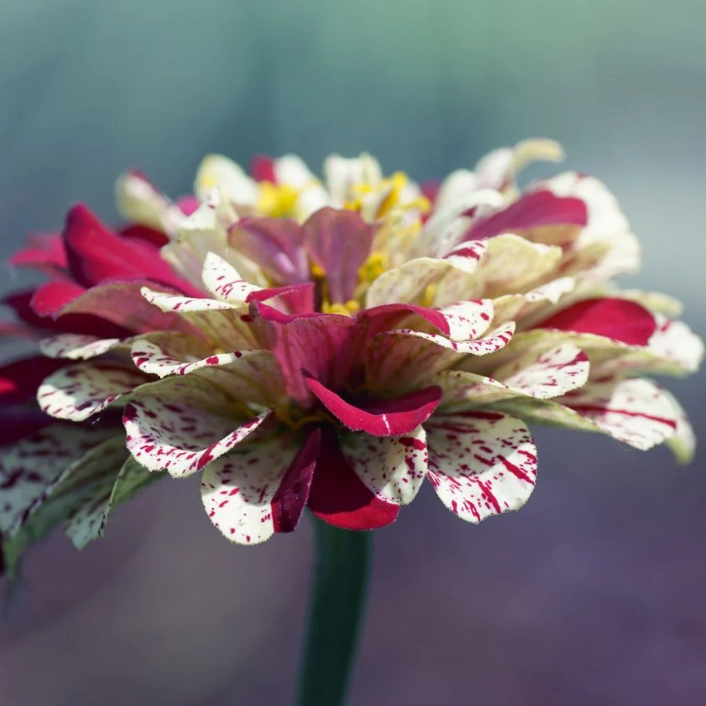 growing peppermint zinnias