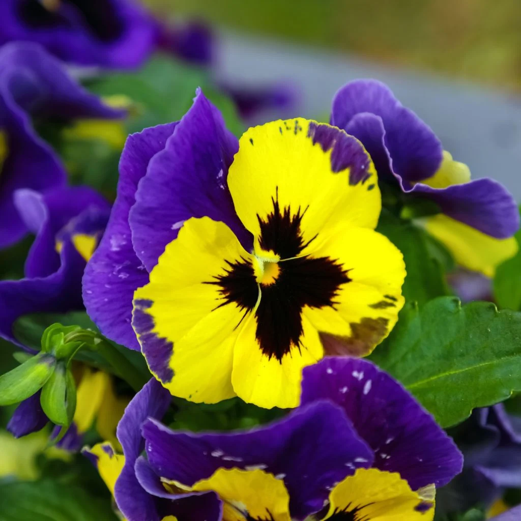 growing pansies