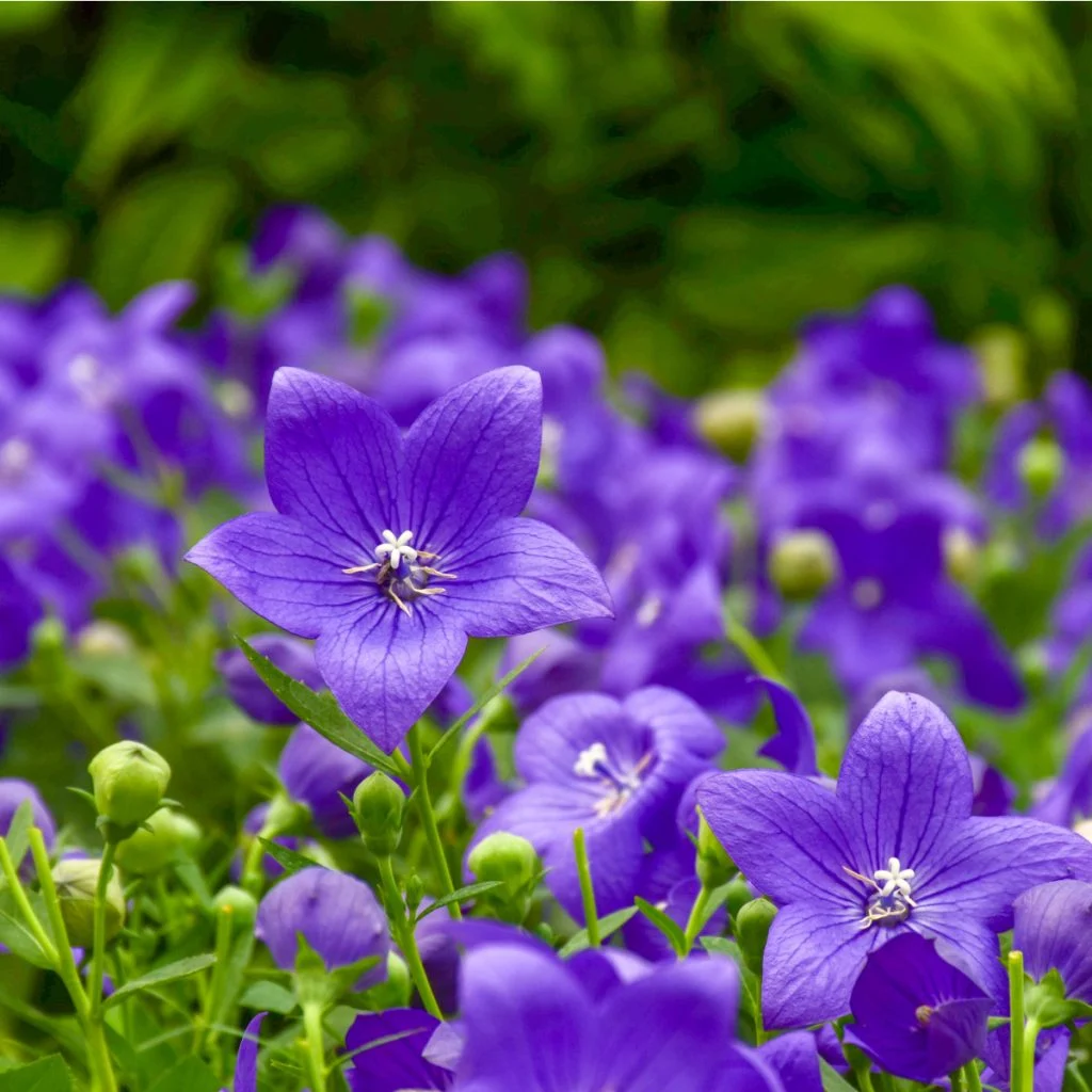 Fields of flowers