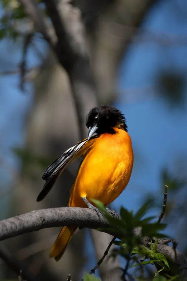 orioles