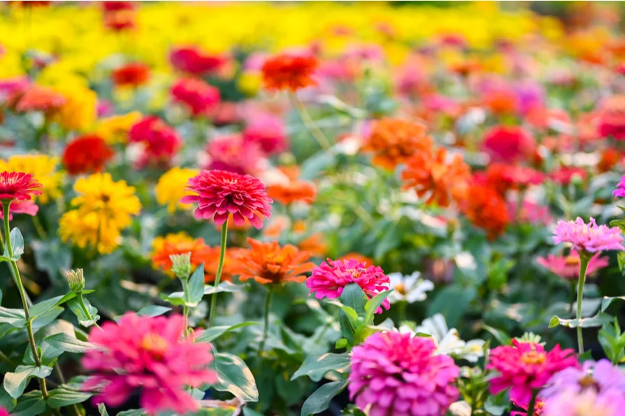 Field of Zinnias