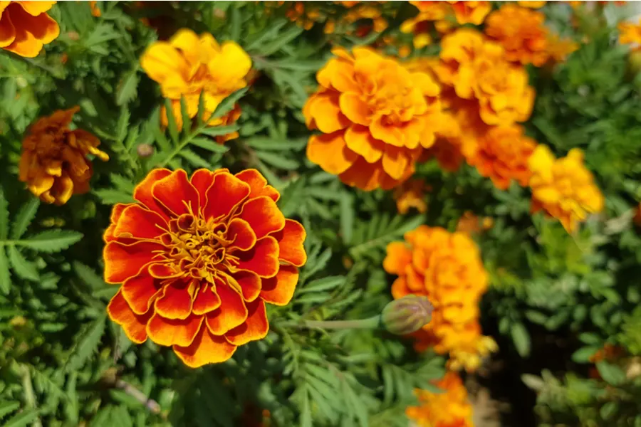 French Marigolds