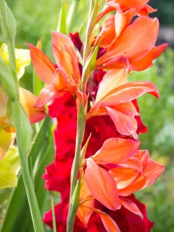 Gladiolus blooms
