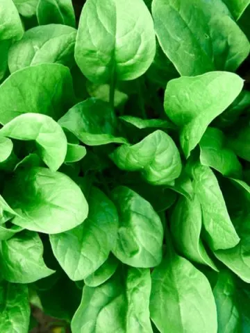 Spinach growing in a garden